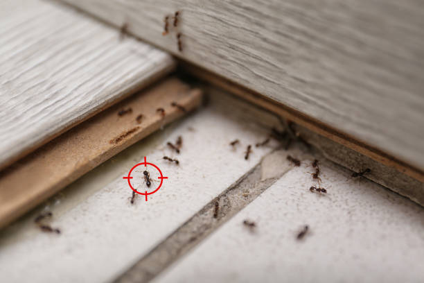 Best Ant Control Services  in Oblong, IL