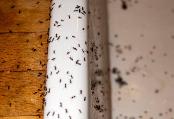 Best Commercial Pest Control Services  in Oblong, IL