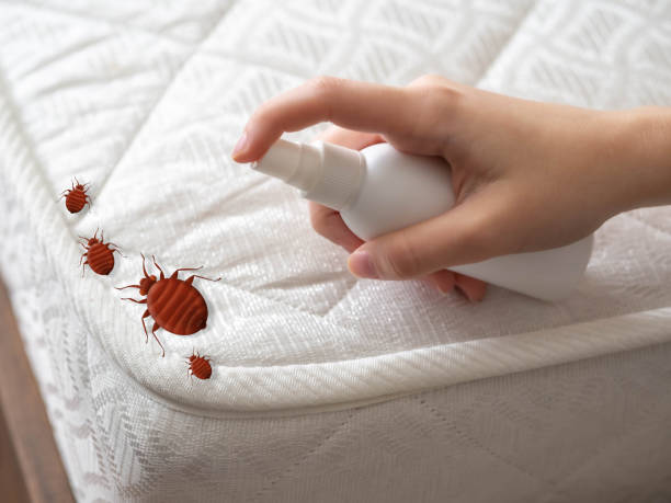 Best Termite Control Services  in Oblong, IL