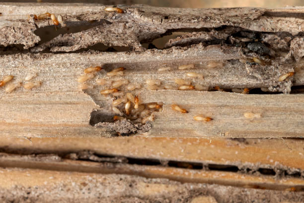 Bird Control in Oblong, IL