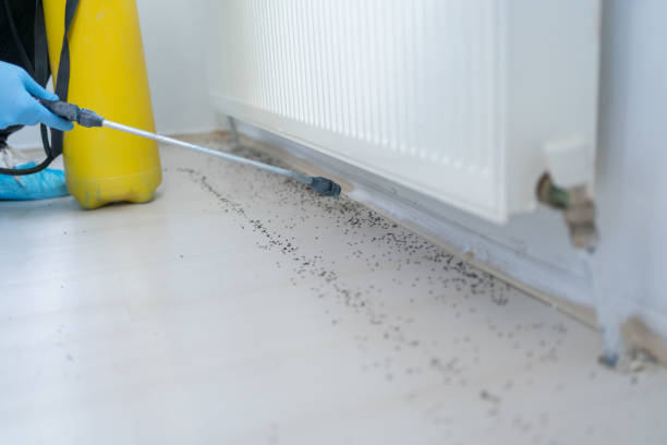 Reliable Oblong, IL Pest Control Solutions